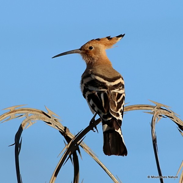 Eurasian Hoopoe (Upupa epops) - Trip reports - Spain