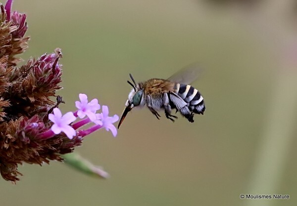 Amegilla albigena (Anthophorini) F - Recent images