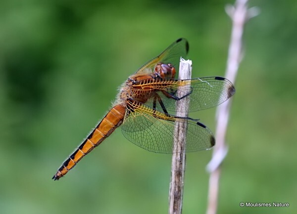 Scarce Chaser (Libellula fulva) F-imm