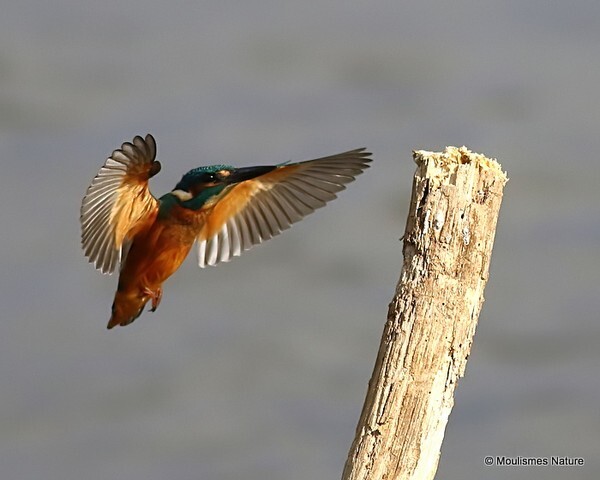 Common Kingfisher (Alcedo atthis) M - Birds