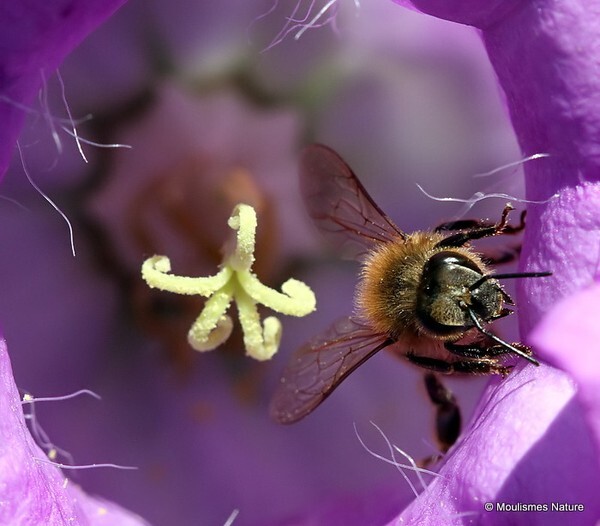Apis mellifera (Western Honeybee) - Other insects