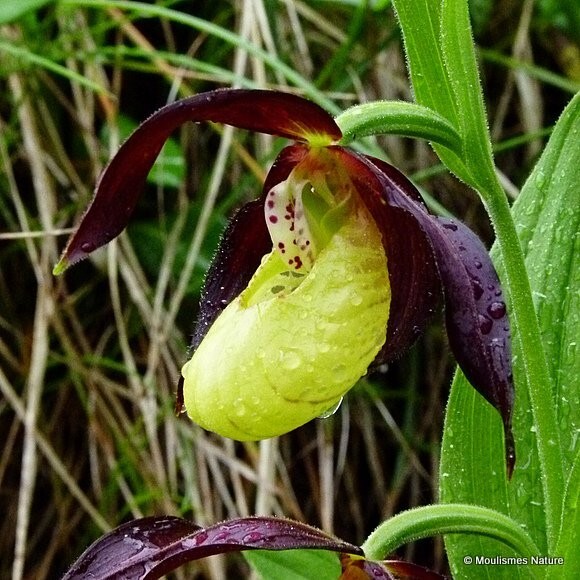 Lady's Slipper Orchid (Cypripedium calceolus) - Trip reports - France