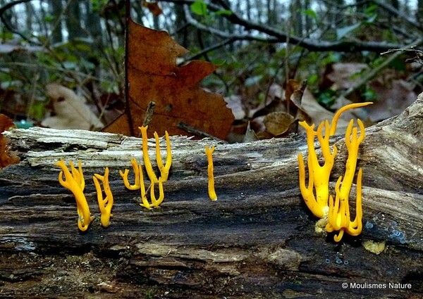 Yellow Staghorn (calocera viscosa) - Fungi