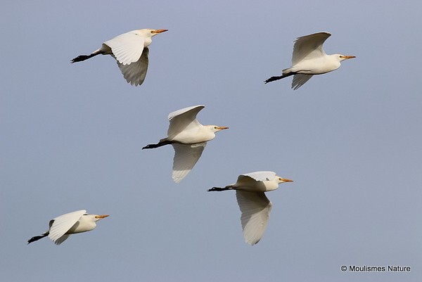 Cattle Egret (Bubulcus ibis)