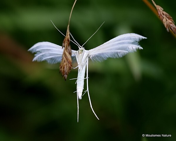 White Plume Moth (Pterophorus pentadactyla) - Butterflies/moths