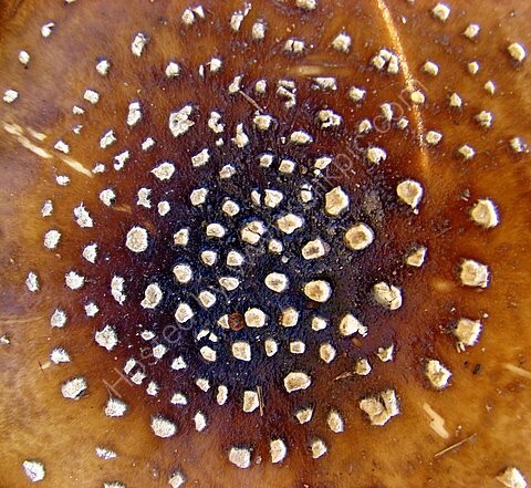 Panther Cap (Amanita pantherina) - Fungi