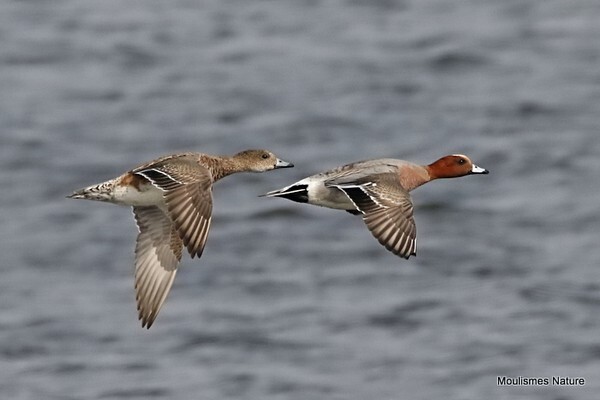 Eurasian Wigeon (Mareca penelope) M, F - Recent images