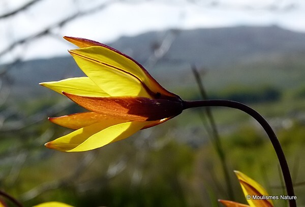 Southern Wild Tulip (Tulipa sylvestris ssp. australis) - Trip reports - France