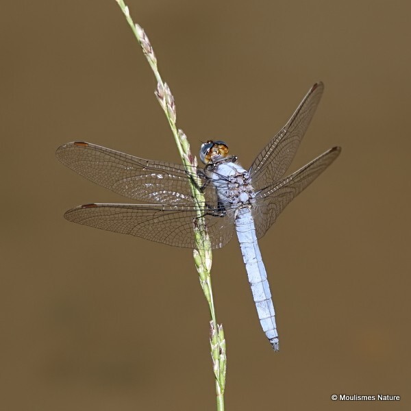 Southern Skimmer (Orthetrum brunneum) M - Recent images