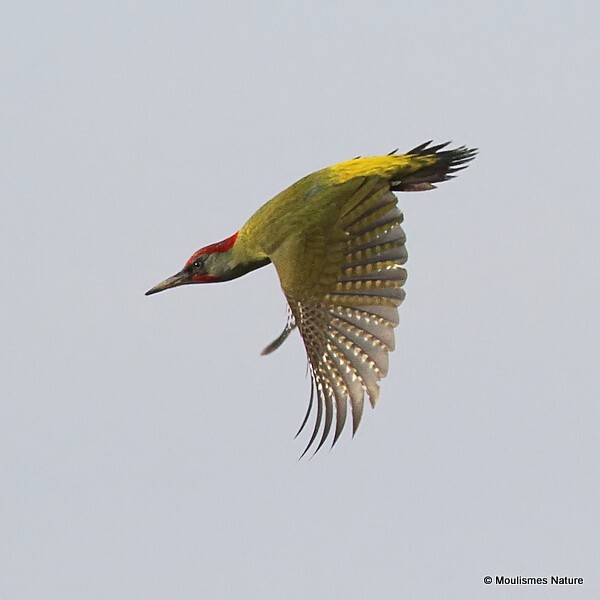 Green Woodpecker (Picus viridis sharpei) M - Trip reports - Spain