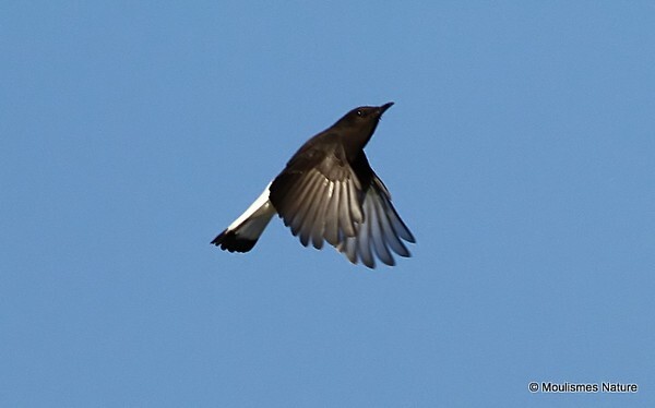Black Wheatear (Oenanthe leucura) M - Trip reports - Spain