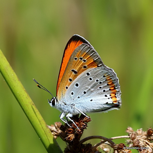 Large Copper Lycaena dispar male