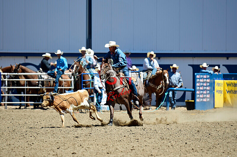 3HRodeo8-11-25_PRCASteer_03768_ - 2025 Colorado Stand Alone Steer Roping-Greeley