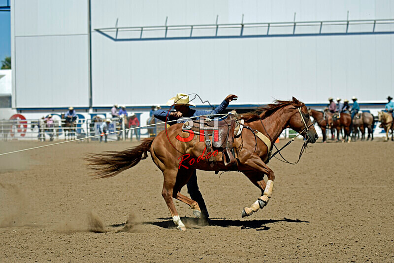 3HRodeo8-11-25_PRCASteer_06693_ - 2025 Colorado Stand Alone Steer Roping-Greeley