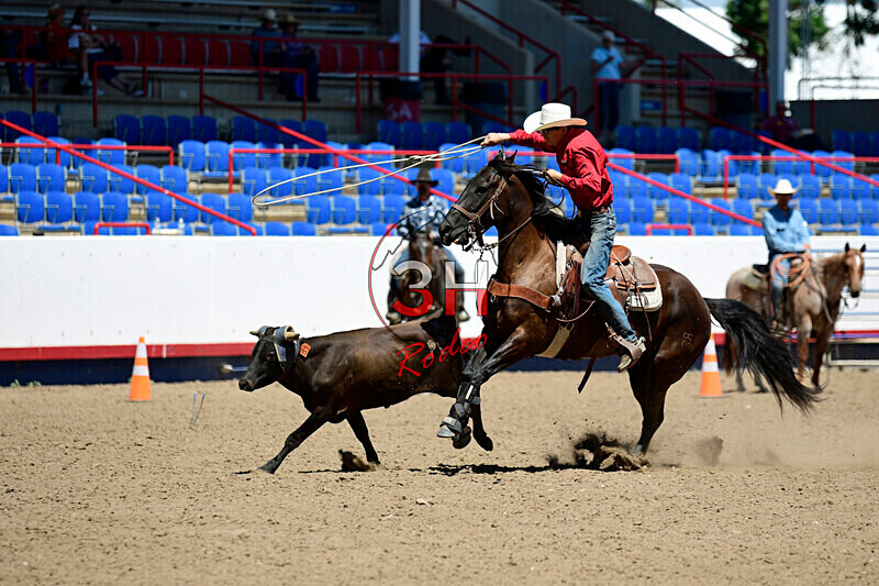 3HRodeo8-11-25_PRCASteer_05029_ - 2025 Colorado Stand Alone Steer Roping-Greeley
