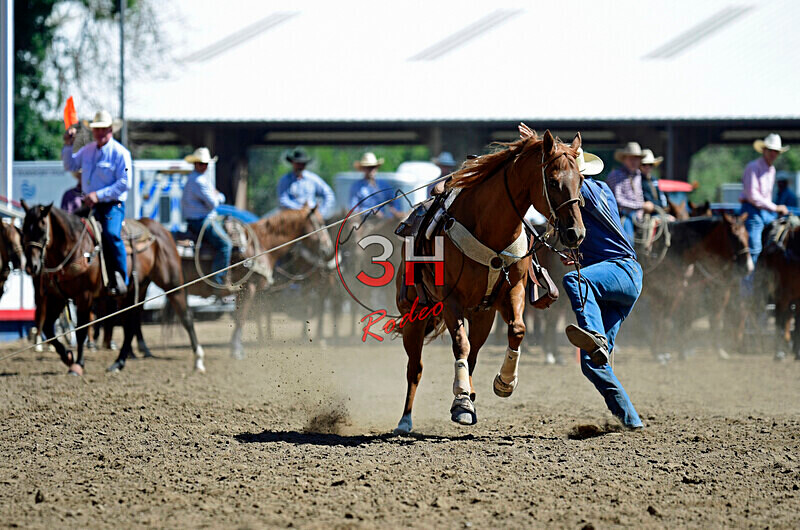 3HRodeo8-11-25_PRCASteer_01202_ - 2025 Colorado Stand Alone Steer Roping-Greeley