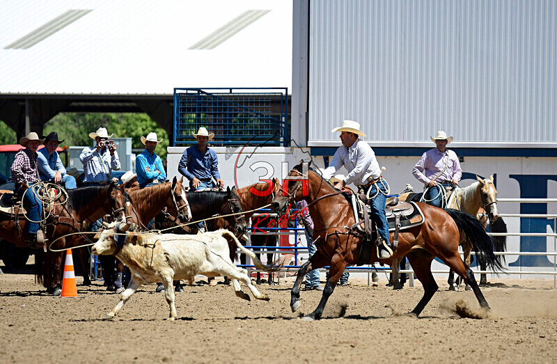 3HRodeo8-11-25_PRCASteer_04506_ - 2025 Colorado Stand Alone Steer Roping-Greeley
