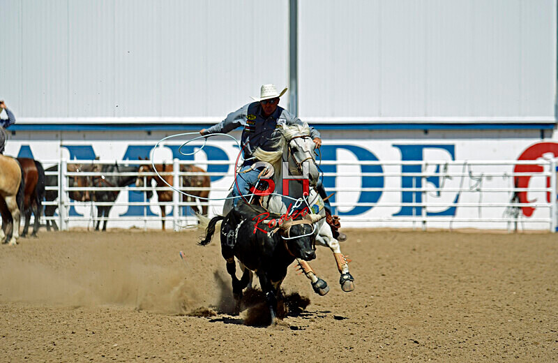 3HRodeo8-11-25_PRCASteer_06906_ - 2025 Colorado Stand Alone Steer Roping-Greeley