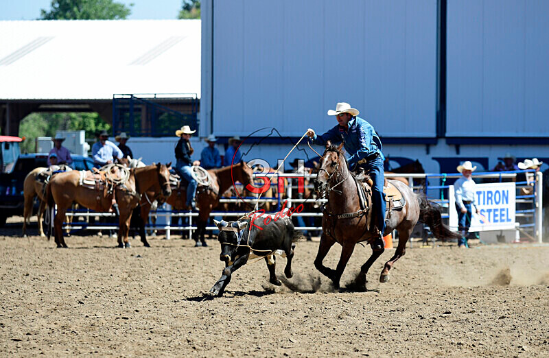 3HRodeo8-11-25_PRCASteer_02752_ - 2025 Colorado Stand Alone Steer Roping-Greeley