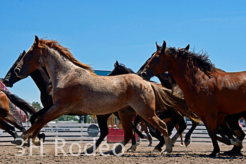 _DSC5049 - 2023 Cheyenne Frontier Days Rodeo