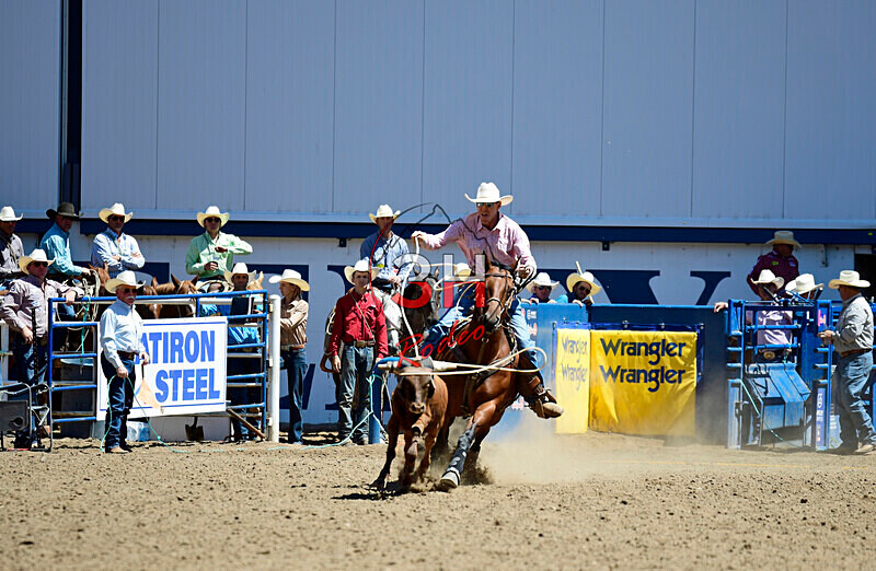 3HRodeo8-11-25_PRCASteer_03347_ - 2025 Colorado Stand Alone Steer Roping-Greeley