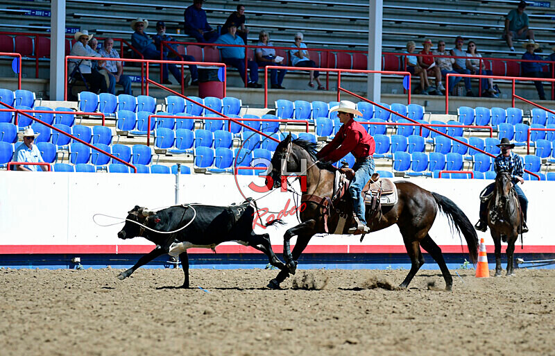 3HRodeo8-11-25_PRCASteer_01042_ - 2025 Colorado Stand Alone Steer Roping-Greeley