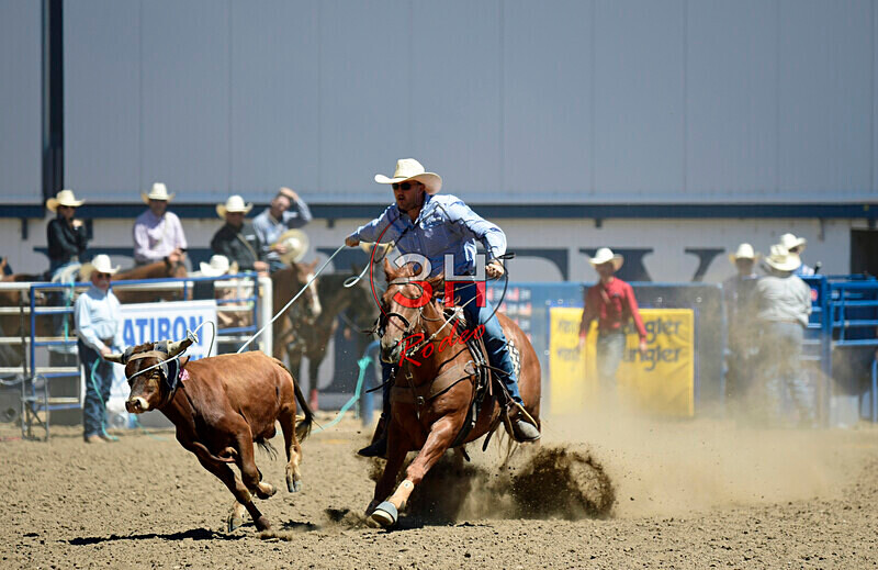3HRodeo8-11-25_PRCASteer_04069_ - 2025 Colorado Stand Alone Steer Roping-Greeley