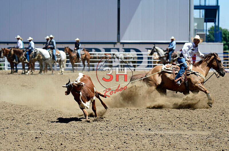 3HRodeo8-11-25_PRCASteer_03933_ - 2025 Colorado Stand Alone Steer Roping-Greeley