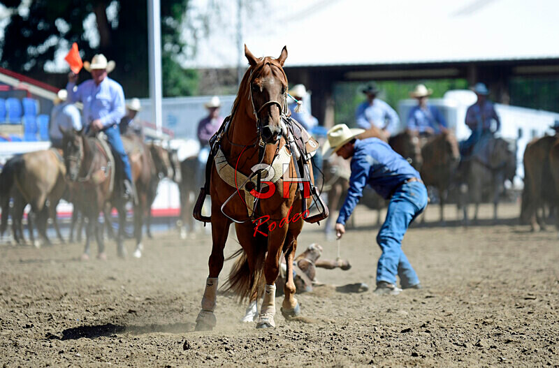 3HRodeo8-11-25_PRCASteer_01209_ - 2025 Colorado Stand Alone Steer Roping-Greeley