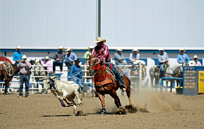 3HRodeo8-11-25_PRCASteer_05938_ - 2025 Colorado Stand Alone Steer Roping-Greeley