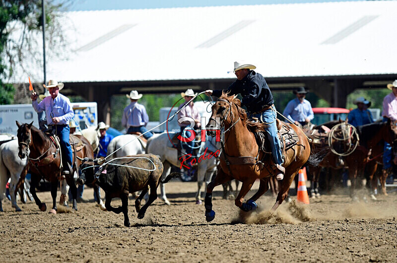 3HRodeo8-11-25_PRCASteer_01349_ - 2025 Colorado Stand Alone Steer Roping-Greeley