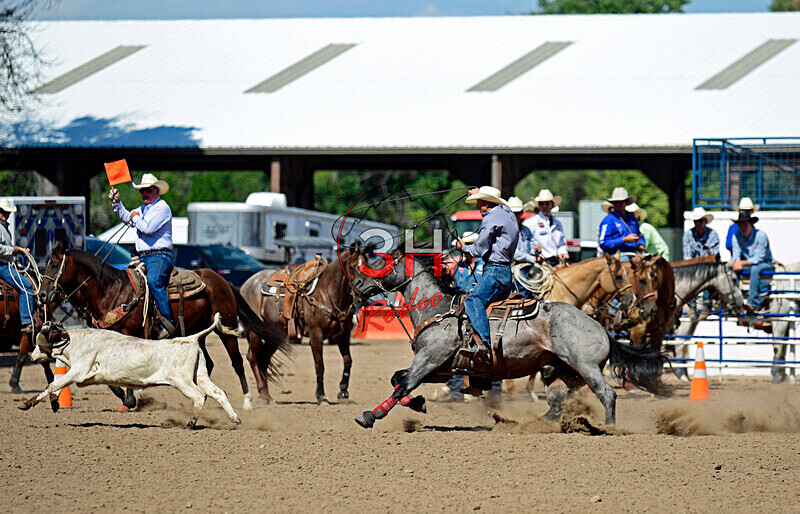 3HRodeo8-11-25_PRCASteer_07406_ - 2025 Colorado Stand Alone Steer Roping-Greeley