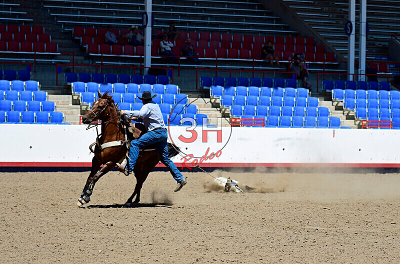 3HRodeo8-11-25_PRCASteer_04398_ - 2025 Colorado Stand Alone Steer Roping-Greeley
