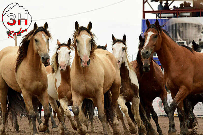 _DSC8148 - 2022 Cheyenne Frontier Days