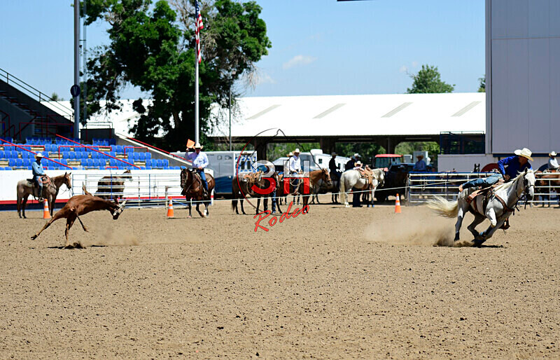3HRodeo8-11-25_PRCASteer_03626_ - 2025 Colorado Stand Alone Steer Roping-Greeley