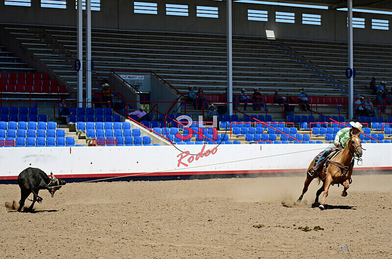 3HRodeo8-11-25_PRCASteer_05293_ - 2025 Colorado Stand Alone Steer Roping-Greeley