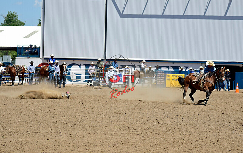 3HRodeo8-11-25_PRCASteer_05458_ - 2025 Colorado Stand Alone Steer Roping-Greeley