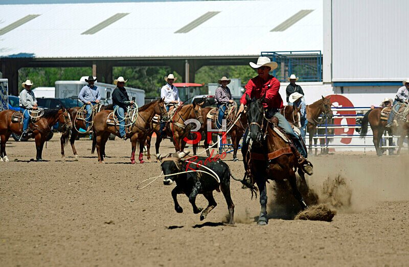 3HRodeo8-11-25_PRCASteer_06590_ - 2025 Colorado Stand Alone Steer Roping-Greeley