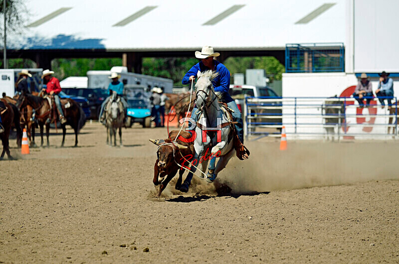 3HRodeo8-11-25_PRCASteer_07757_ - 2025 Colorado Stand Alone Steer Roping-Greeley