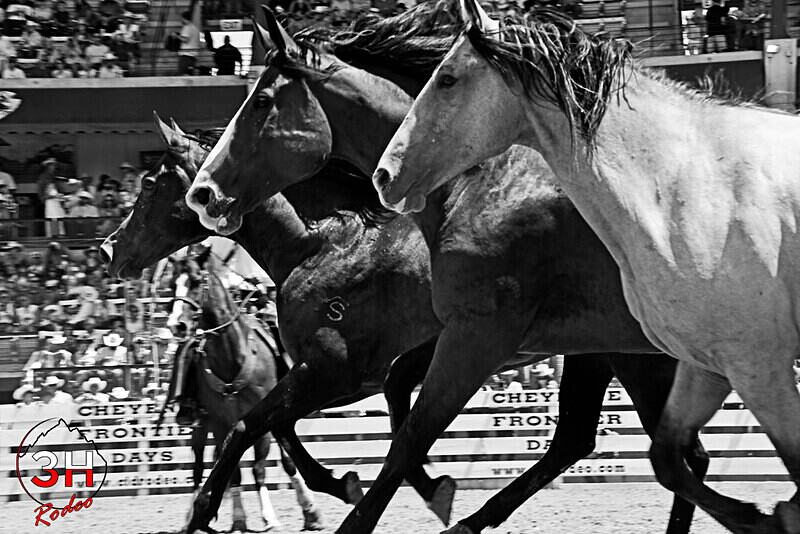 Bucking Horses BW_1159 - Championship Sunday Rodeo Perf - July 30th