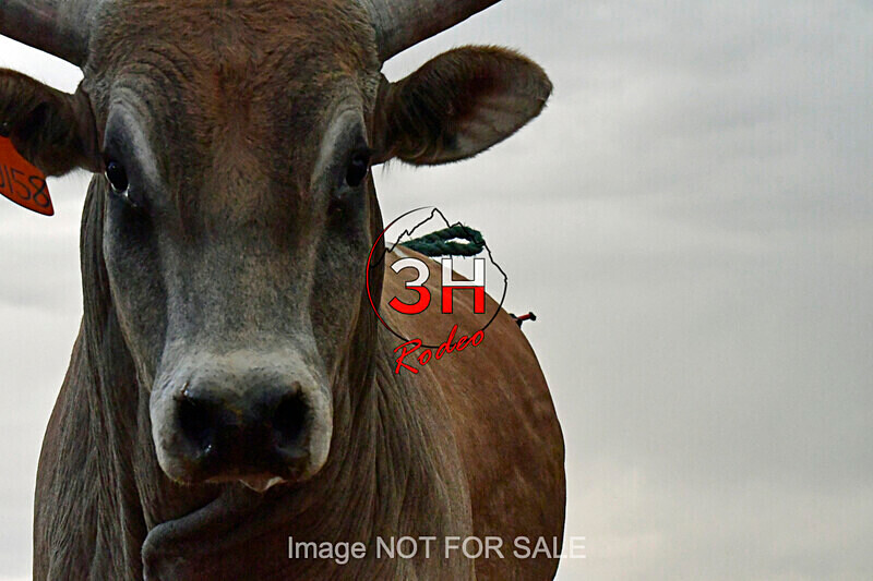 3HRodeo7-10-24_3HR1319_LJD - Jubilee Days Junior Bull Riding