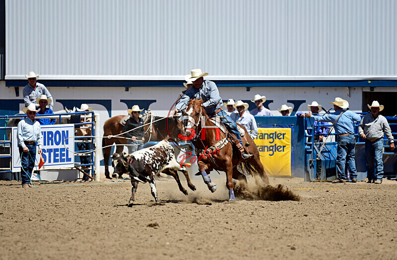 3HRodeo8-11-25_PRCASteer_05307_ - 2025 Colorado Stand Alone Steer Roping-Greeley
