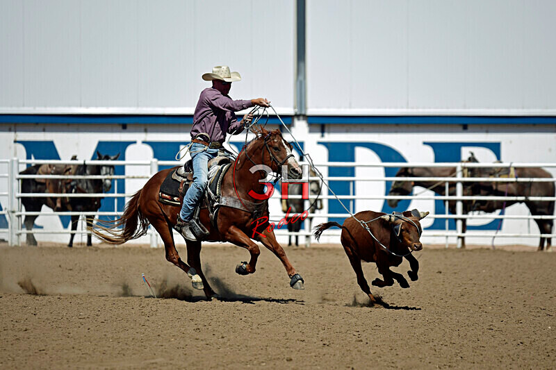 3HRodeo8-11-25_PRCASteer_07820_ - 2025 Colorado Stand Alone Steer Roping-Greeley