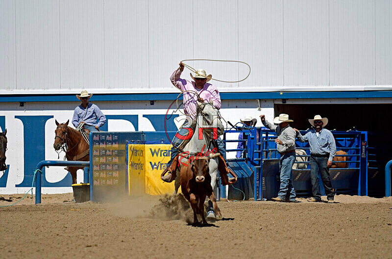 3HRodeo8-11-25_PRCASteer_07953_CTownsend - 2025 Colorado Stand Alone Steer Roping-Greeley