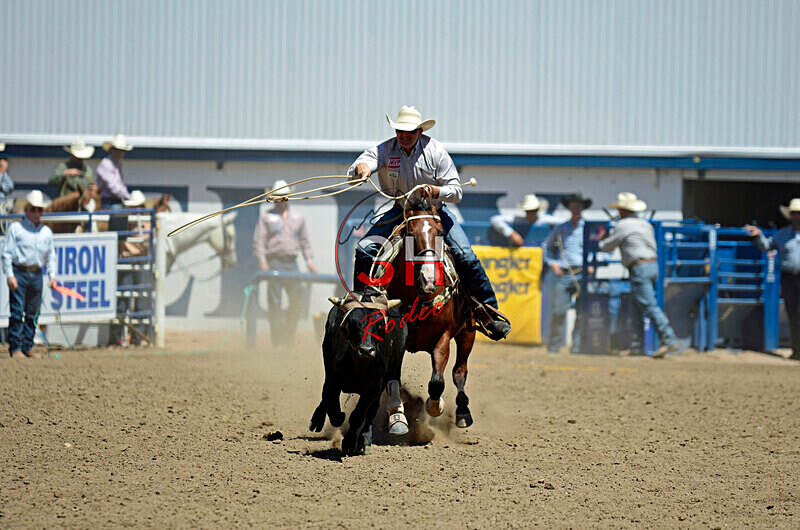 3HRodeo8-11-25_PRCASteer_05489_ - 2025 Colorado Stand Alone Steer Roping-Greeley