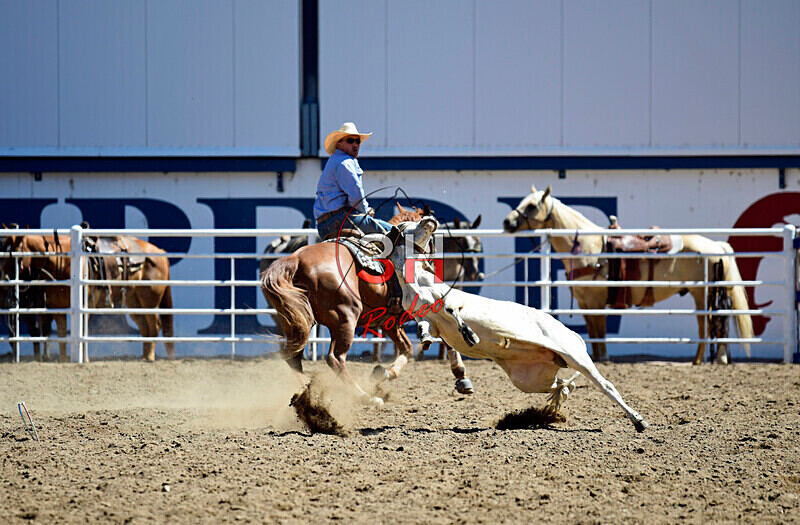 3HRodeo8-11-25_PRCASteer_02457_ - 2025 Colorado Stand Alone Steer Roping-Greeley