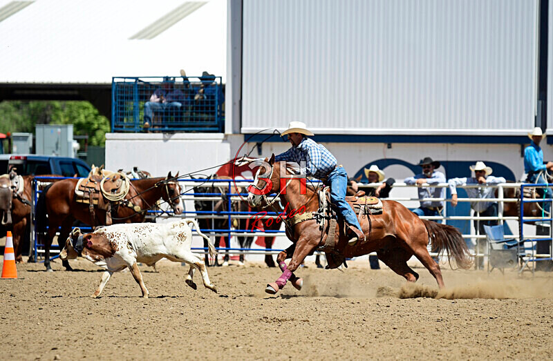 3HRodeo8-11-25_PRCASteer_05076_ - 2025 Colorado Stand Alone Steer Roping-Greeley