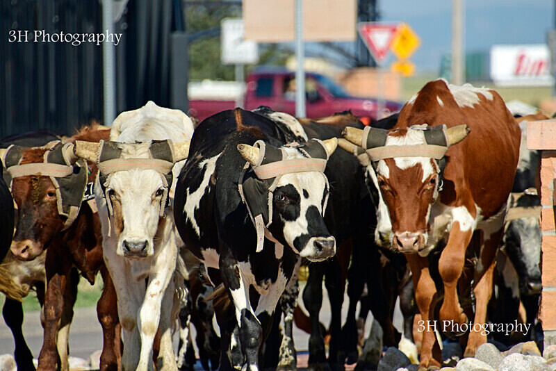 _DSC9031 - 2021 Cheyenne Frontier Days Celebration