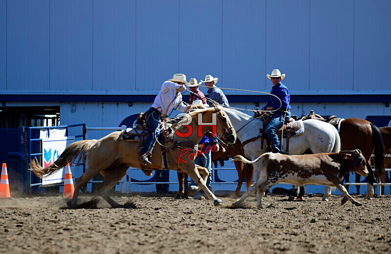 3HRodeo8-11-25_PRCASteer_00274_ - 2025 Colorado Stand Alone Steer Roping-Greeley