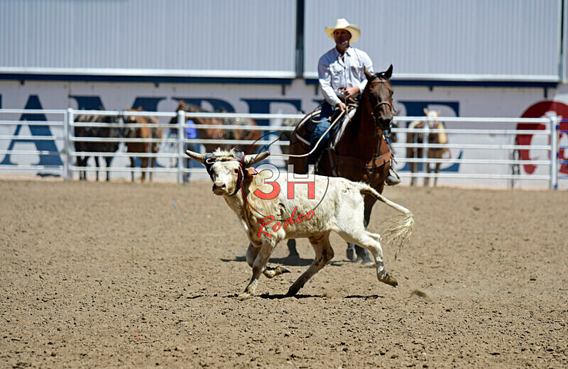 3HRodeo8-11-25_PRCASteer_04528_ - 2025 Colorado Stand Alone Steer Roping-Greeley